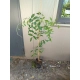 GLICYNIA WISTERIA szczepiona fioletowo - niebieska - sadzonki 120 / 150 cm